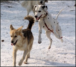 deux chiens jouent lors d'une balade