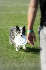 Blu Blu rapporte le frisbee
