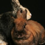 Les lapins