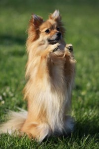 Dixie fait la belle au clicker