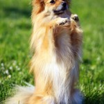 agility portraints 044