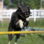 agility portraints 046