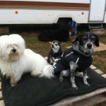 A l'agility